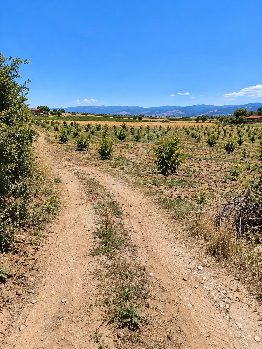 Denizli Acıpayam Akalan 1166 Ada 10 Par 2.072m2 Tarla Resmi Yola Cephesi Vardır Müstakil Tapulu — fotoğraf 4