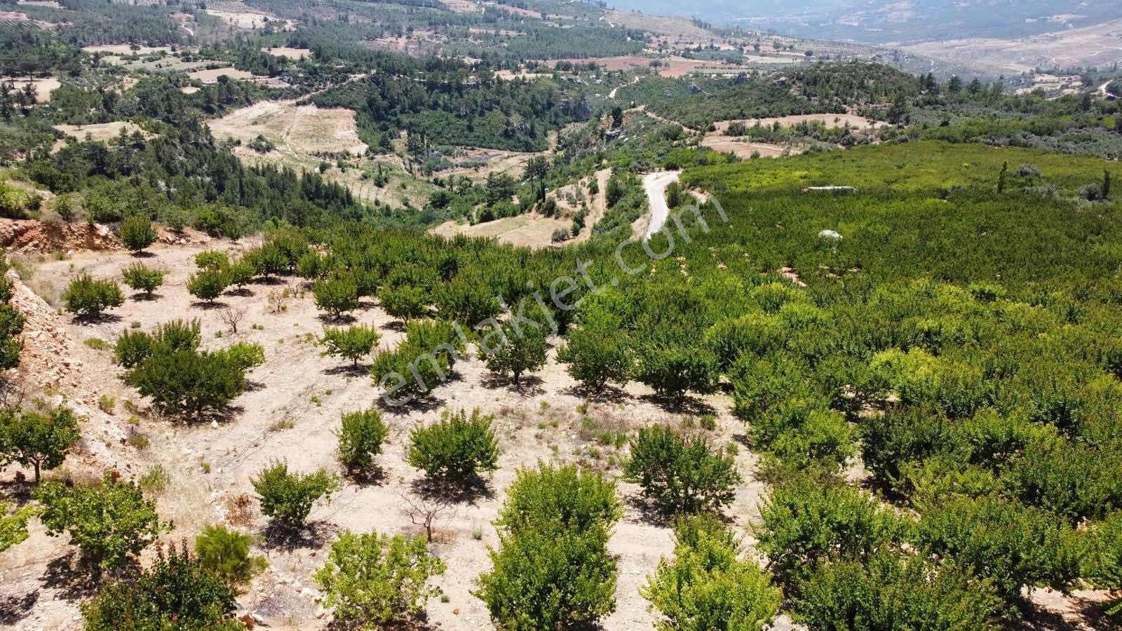 Guven Yatırım'dan Gülnar Korucukta Verimli Kayısı Bahçesi — fotoğraf 6