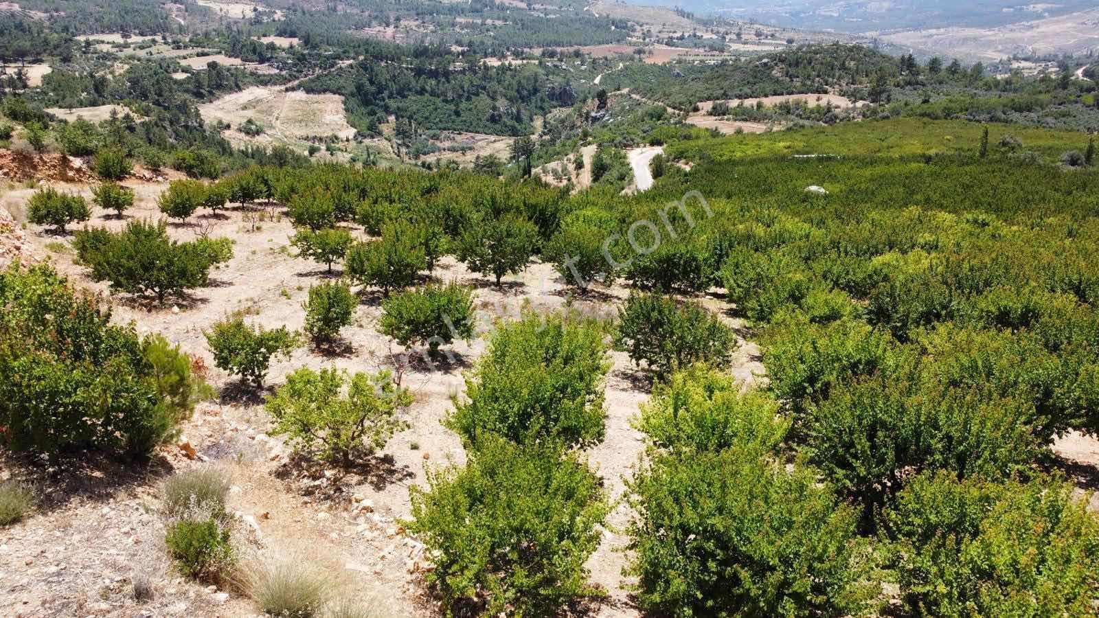 Guven Yatırım'dan Gülnar Korucukta Verimli Kayısı Bahçesi — fotoğraf 7