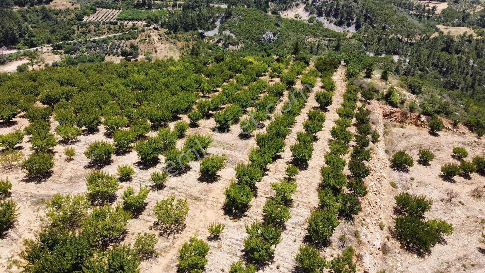 Guven Yatırım'dan Gülnar Korucukta Verimli Kayısı Bahçesi — fotoğraf 8