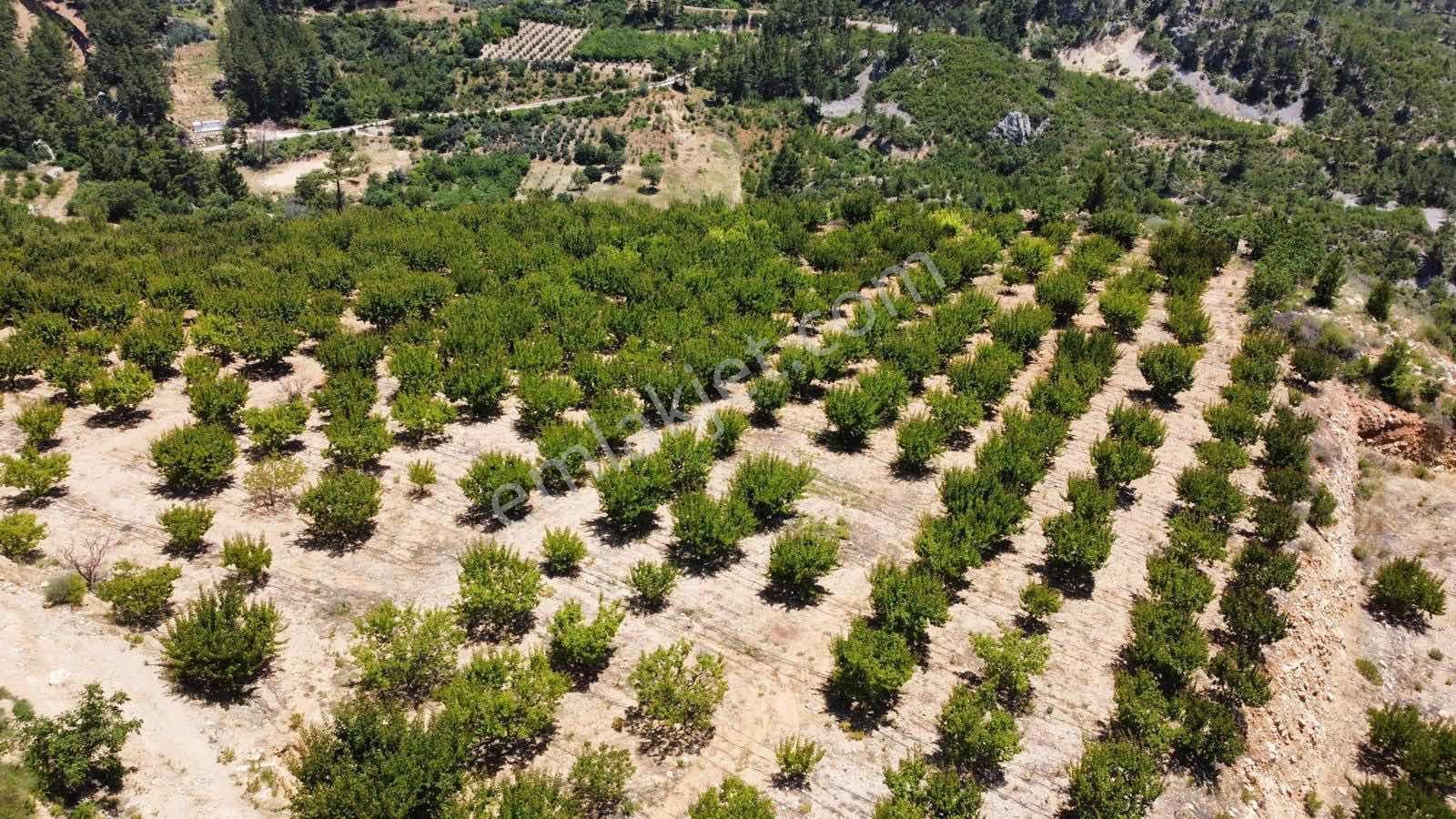 Guven Yatırım'dan Gülnar Korucukta Verimli Kayısı Bahçesi — fotoğraf 11
