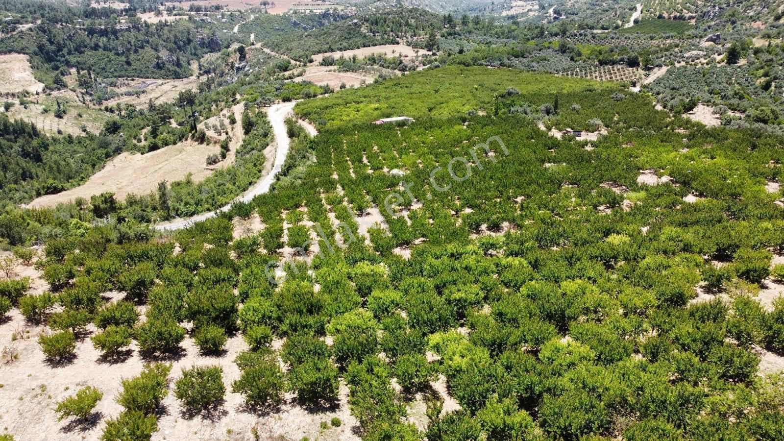 Guven Yatırım'dan Gülnar Korucukta Verimli Kayısı Bahçesi — fotoğraf 17