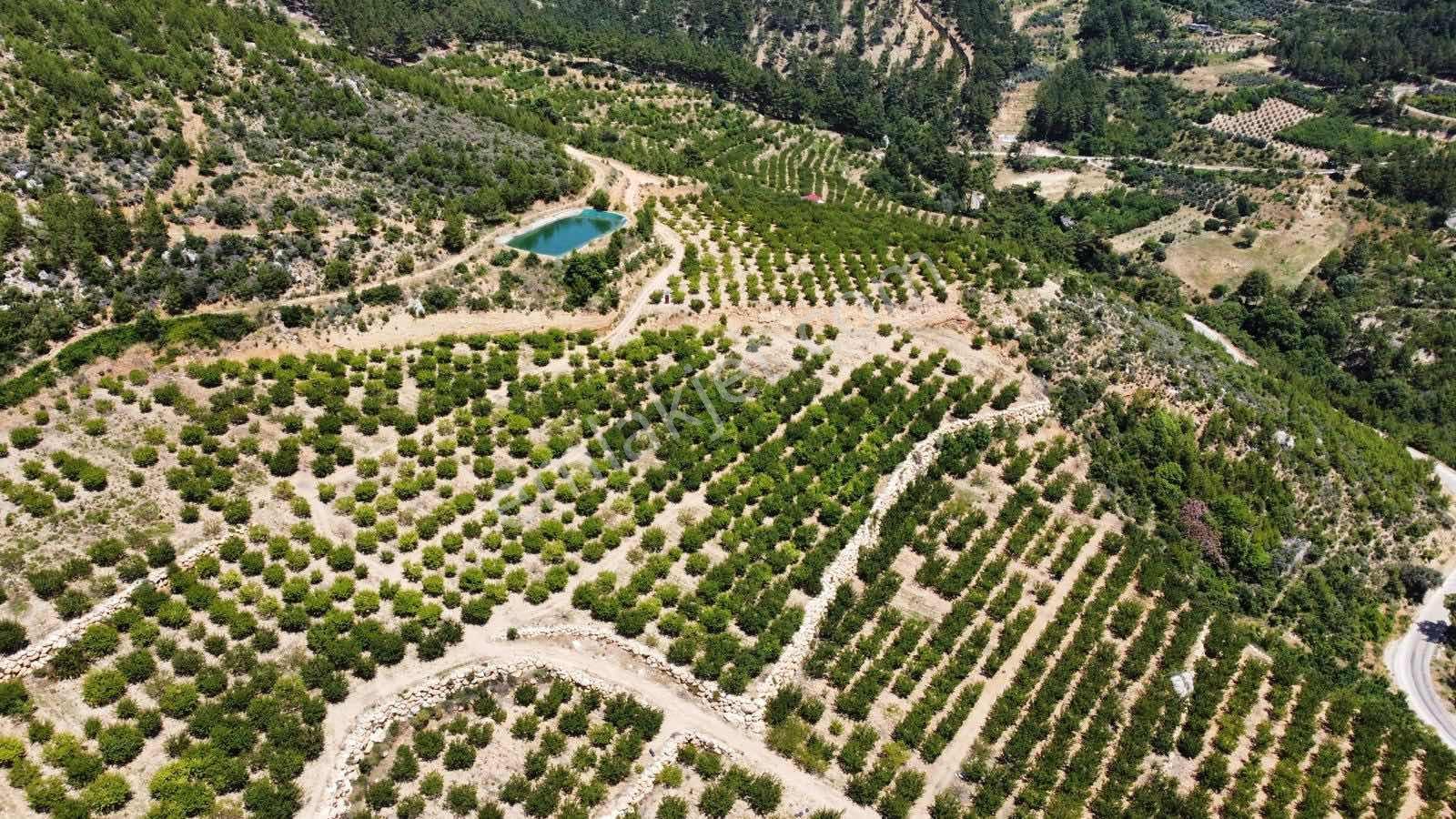 Guven Yatırım'dan Gülnar Korucukta Verimli Kayısı Bahçesi — fotoğraf 23