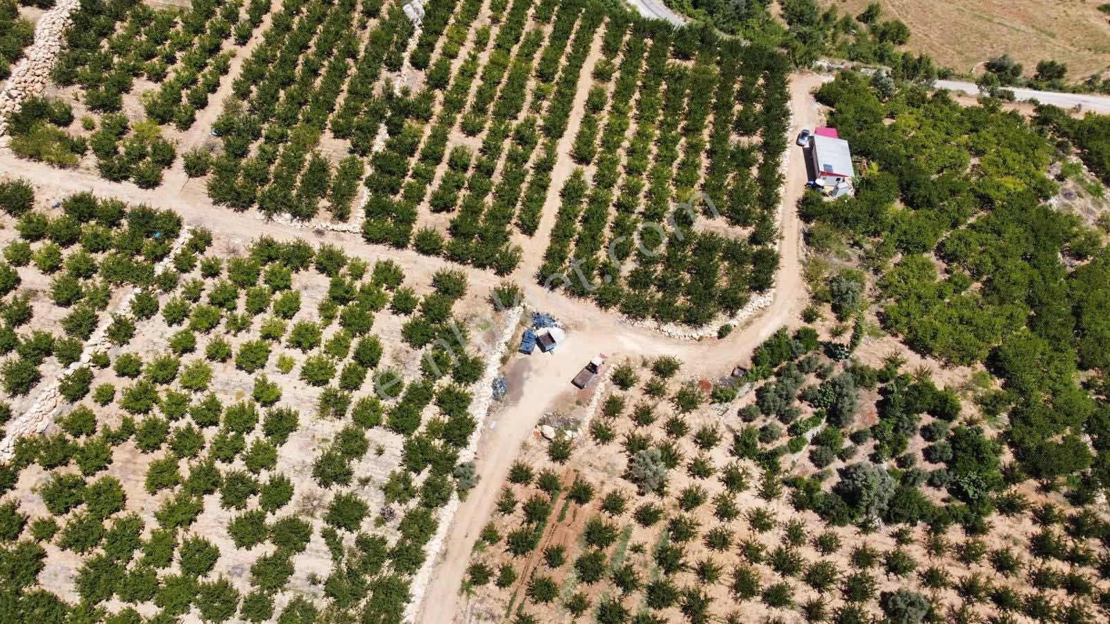 Guven Yatırım'dan Gülnar Korucukta Verimli Kayısı Bahçesi — fotoğraf 27