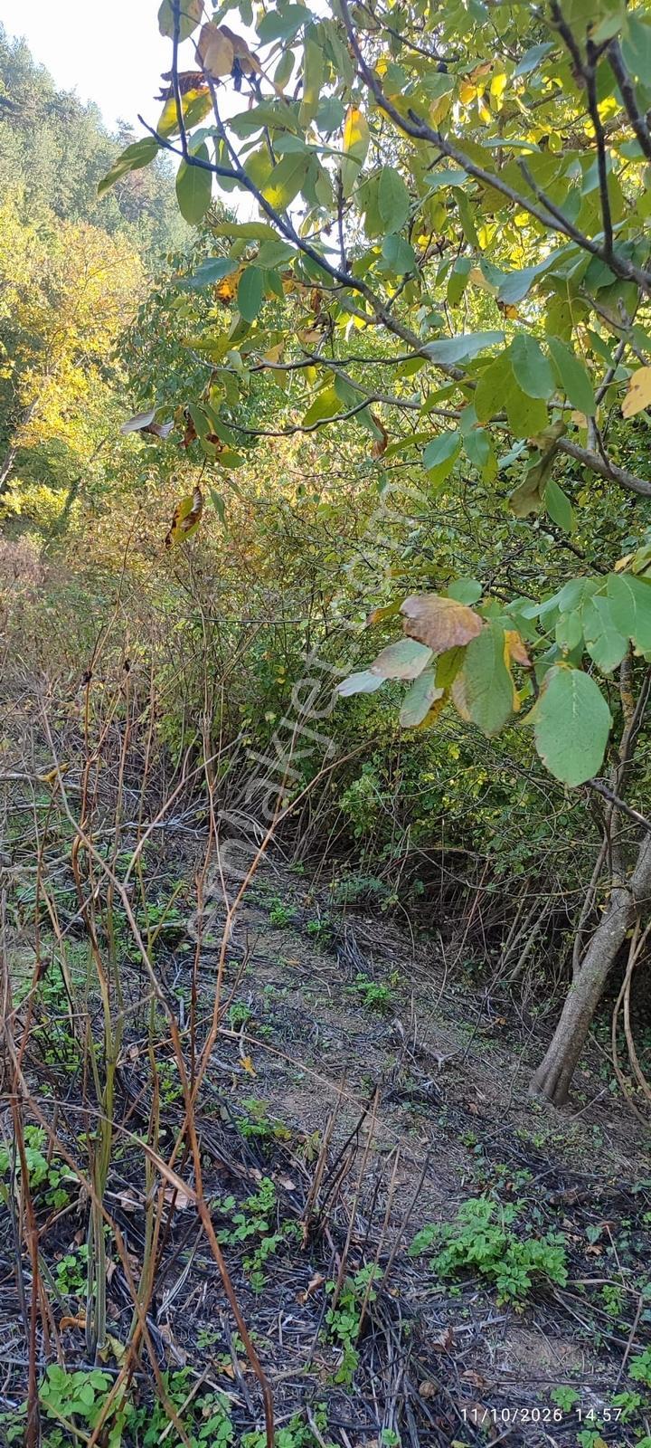 İznik Gürmüzlüde 3 Adet Yol Ve Dereye Cephe/toplam 880 M²tarla — fotoğraf 11