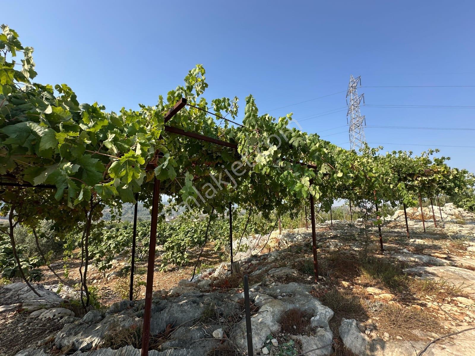 Mersin Tarsus Hacıhamzalı 4028m2 Tek Tapu 200 İncir Bahçesi Tel Örgü Çevrili Elk Su Yanında — fotoğraf 3