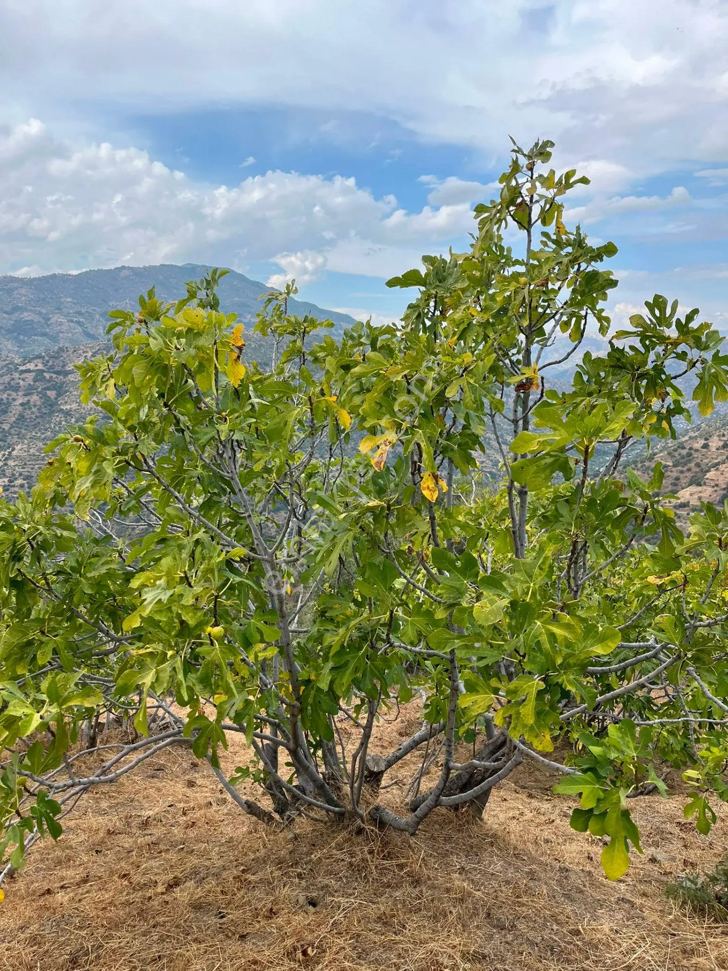 Bekirler Mahallesi İncirin Cennetinde Satılık Bahçe — fotoğraf 4
