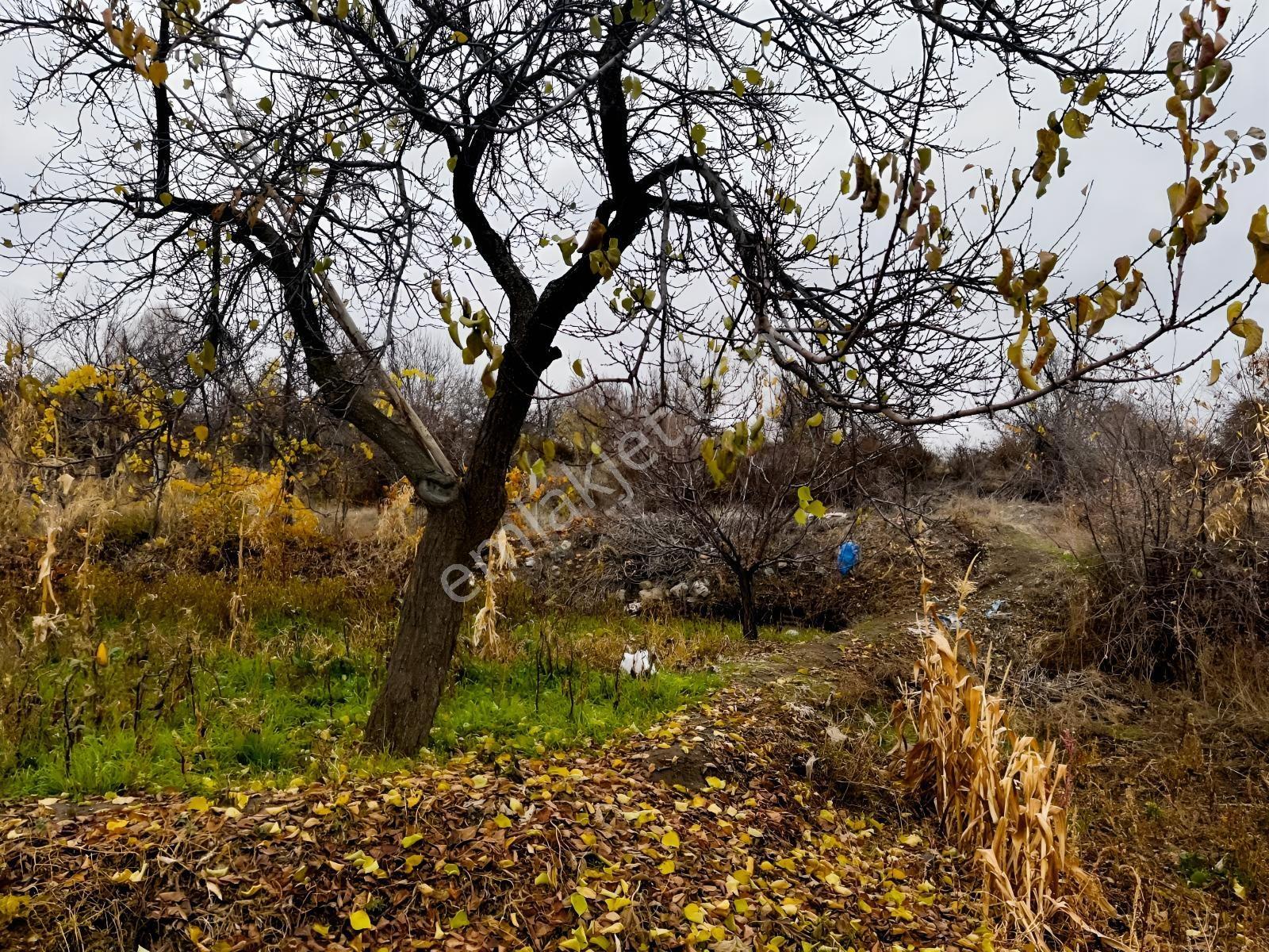 Çayırbağı Yanında Yeşillikler İçinde 631m2 Satılık Bahçe — fotoğraf 24