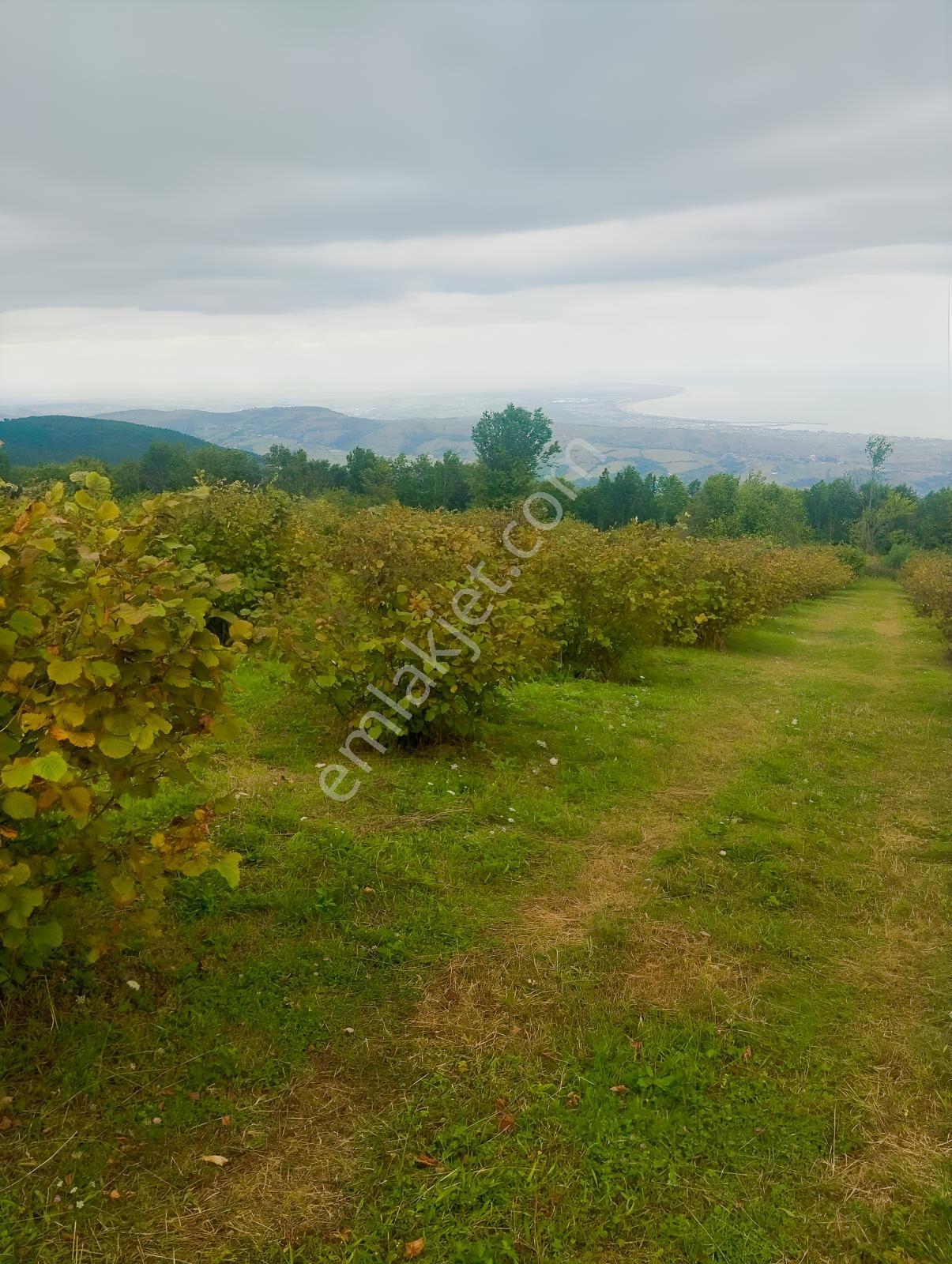 Tapugo'dan Atakum Özörende Kapanmaz Deniz Manzaralı 16.828 M2 — fotoğraf 5