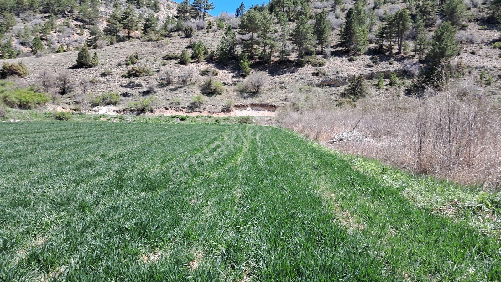 Başarakavak'ta Dere Kenarı 3068m2 Satılık Bahçe — fotoğraf 17