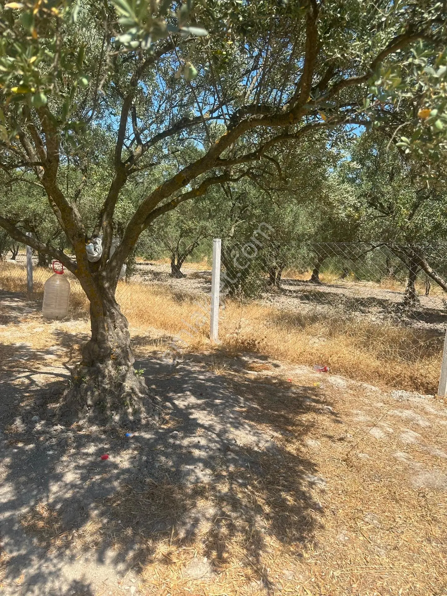 Akhisar Süleymanköyde 250 M2 Etrafı Çevrili Hobi Bahçesi — fotoğraf 3