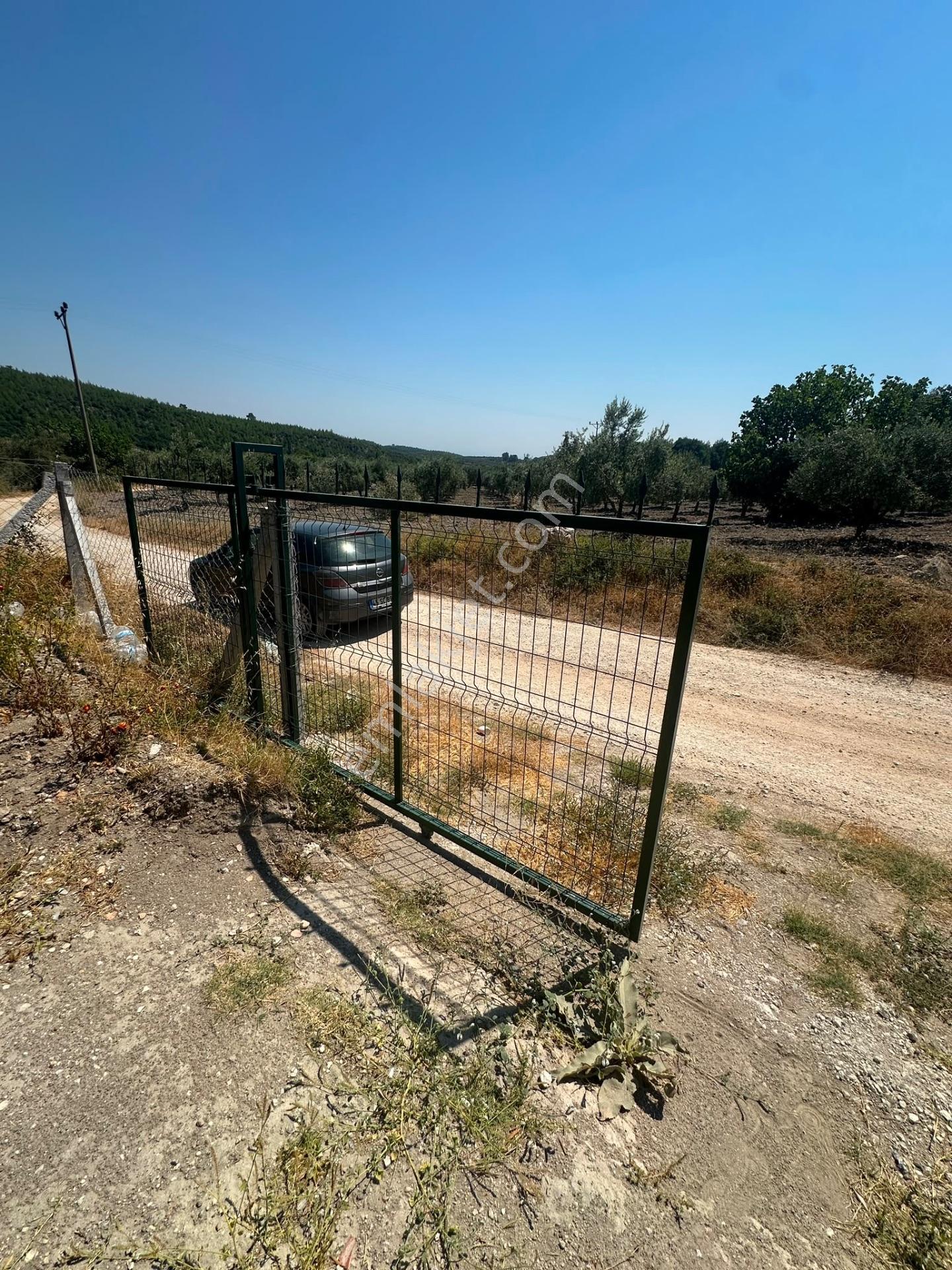 Akhisar Süleymanköyde 250 M2 Etrafı Çevrili Hobi Bahçesi — fotoğraf 6