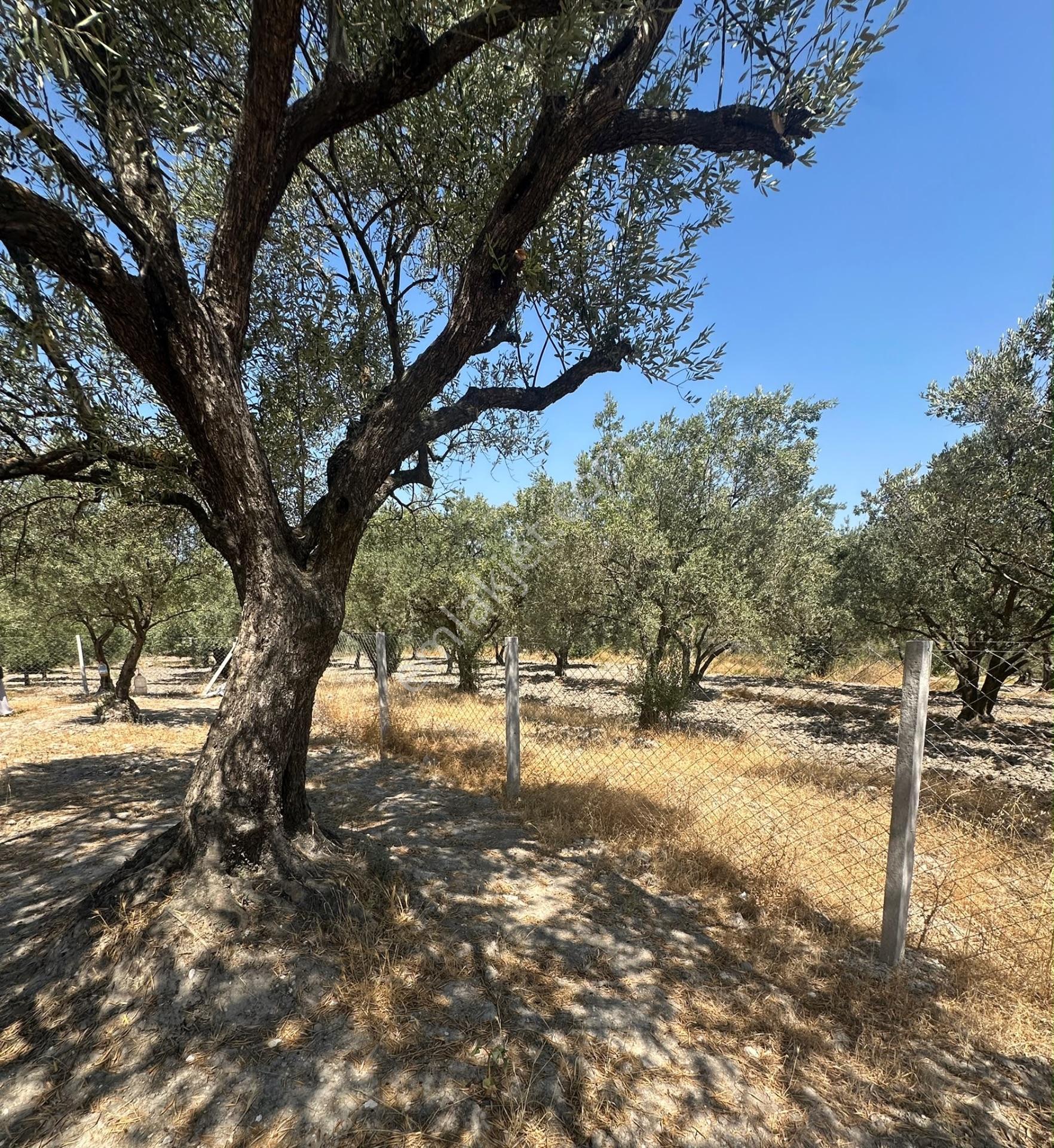 Akhisar Süleymanköyde 250 M2 Etrafı Çevrili Hobi Bahçesi — fotoğraf 7