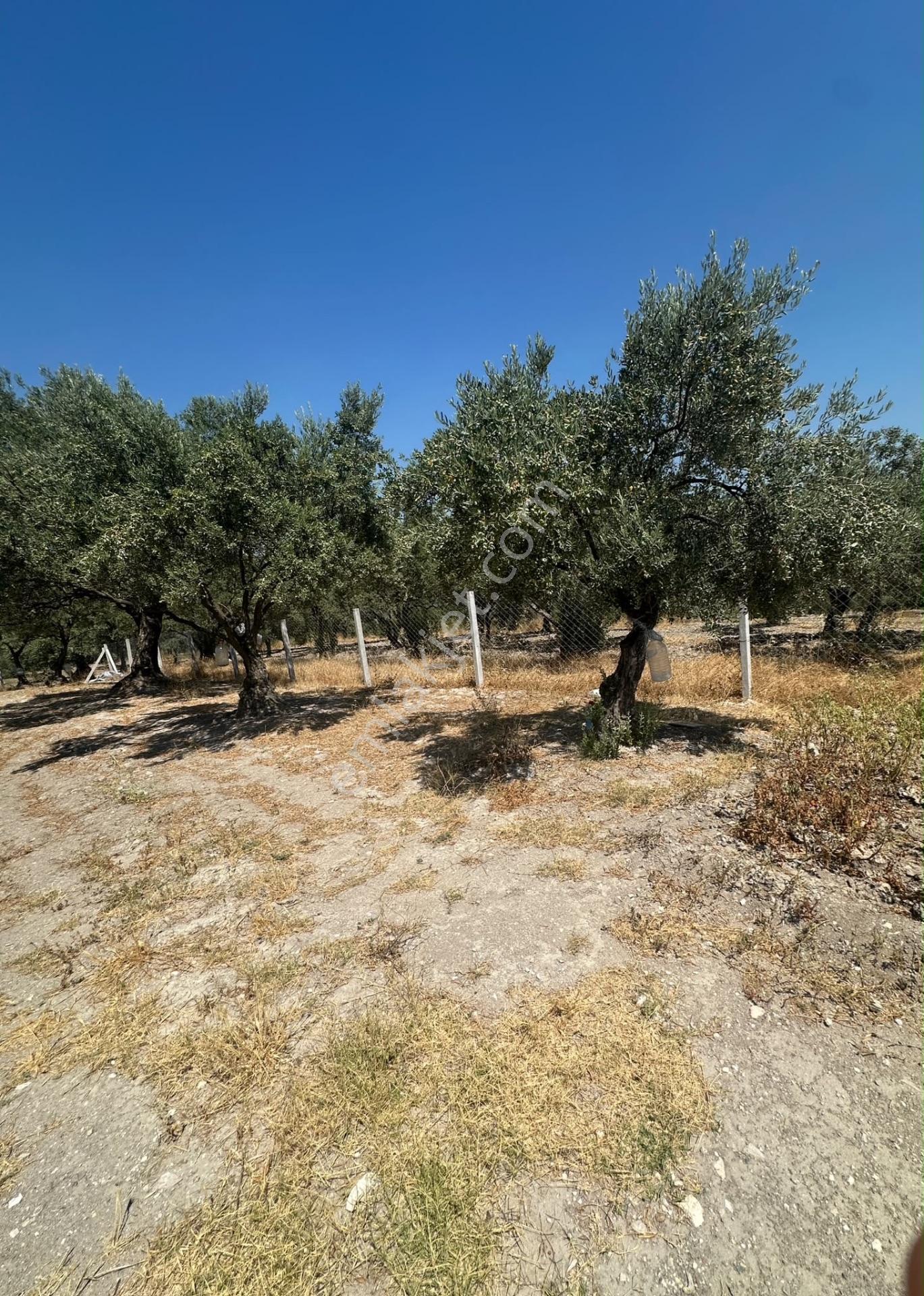 Akhisar Süleymanköyde 250 M2 Etrafı Çevrili Hobi Bahçesi — fotoğraf 9