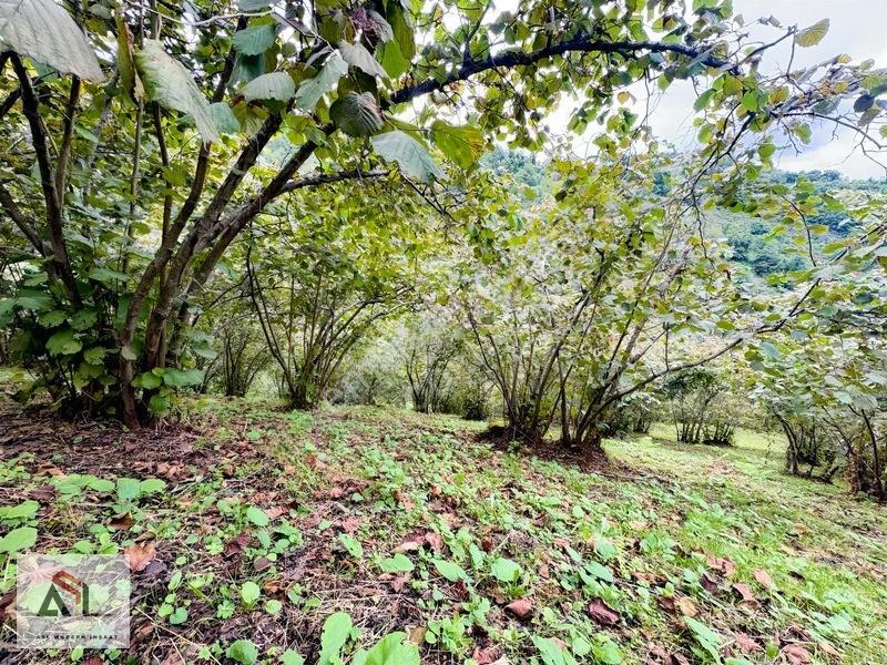 Ordu Perşembe Saray Mah.çok Geniş 10,445 M2 Fındık Bahçesi