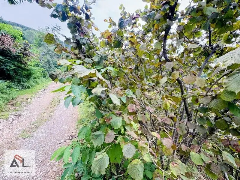 Ordu Perşembe Saray Mah.çok Geniş 10,445 M2 Fındık Bahçesi — fotoğraf 2