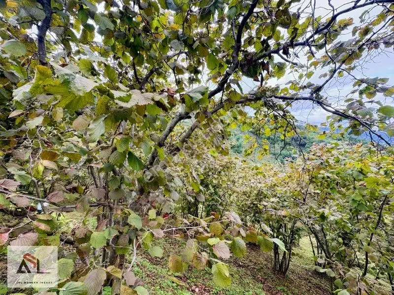 Ordu Perşembe Saray Mah.çok Geniş 10,445 M2 Fındık Bahçesi — fotoğraf 3