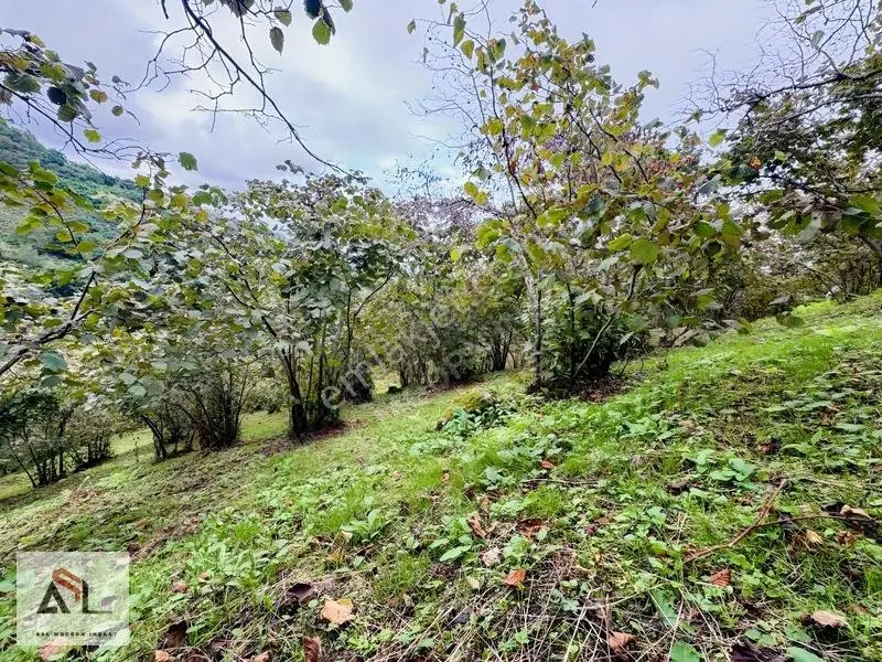 Ordu Perşembe Saray Mah.çok Geniş 10,445 M2 Fındık Bahçesi — fotoğraf 4