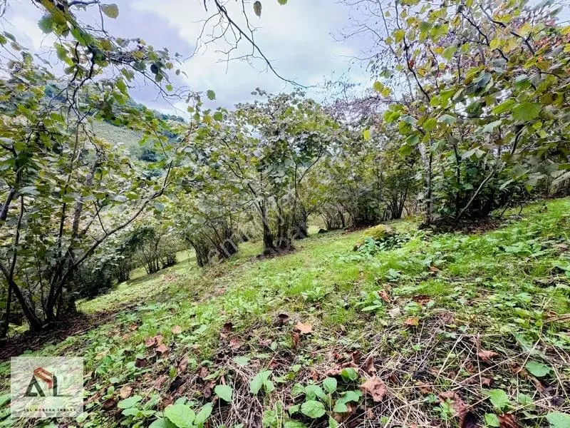 Ordu Perşembe Saray Mah.çok Geniş 10,445 M2 Fındık Bahçesi — fotoğraf 5
