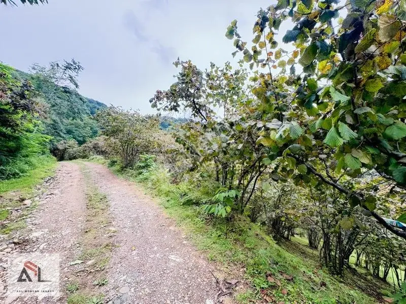 Ordu Perşembe Saray Mah.çok Geniş 10,445 M2 Fındık Bahçesi — fotoğraf 6