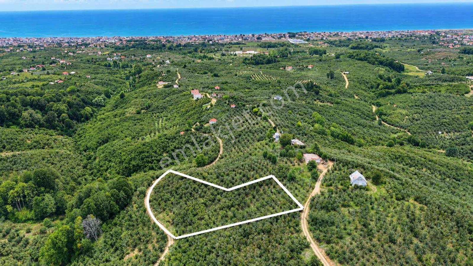 Kocaali Alandere'de Deniz Manzaralı Fındıklık — fotoğraf 2