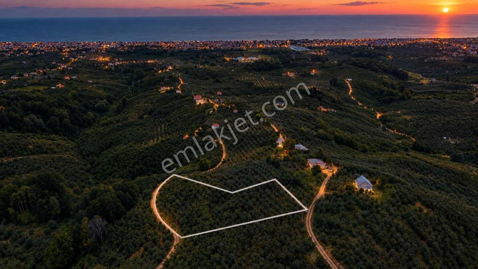 Kocaali Alandere'de Deniz Manzaralı Fındıklık — fotoğraf 3