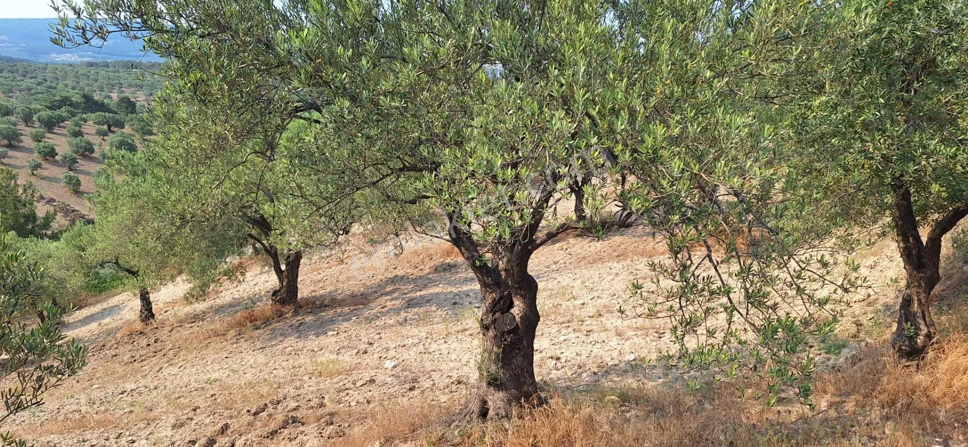 Akhisar Zeytinliova'da Satılık 1704 M² Bakımlı Zeytinlik — fotoğraf 2