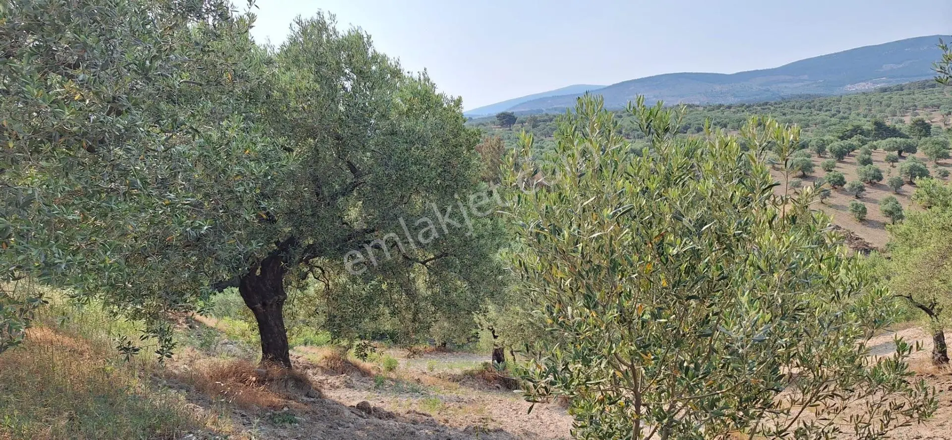 Akhisar Zeytinliova'da Satılık 1704 M² Bakımlı Zeytinlik — fotoğraf 5