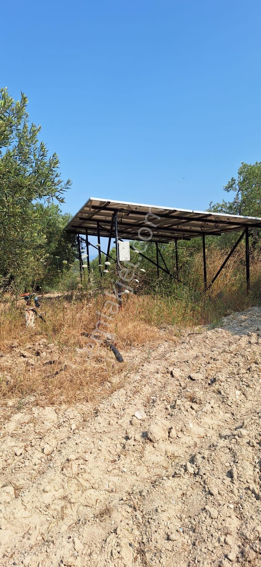 Akhisar Zeytinliova'da Satılık 1704 M² Bakımlı Zeytinlik — fotoğraf 7