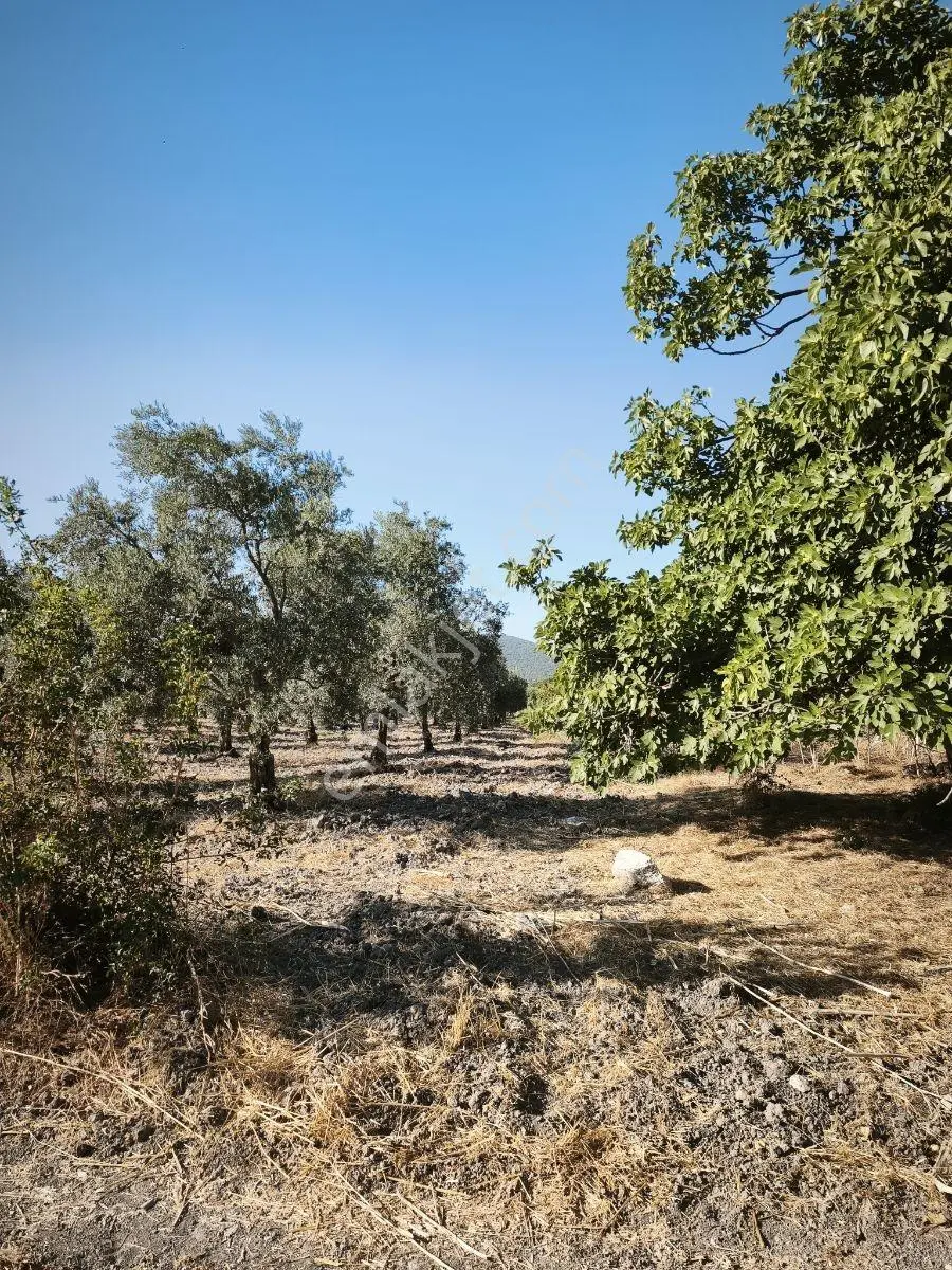 Akhisar Süleymanköy Bakımlı Verimli 3.317 M2 Tek Tapu Zeytinlik — fotoğraf 13