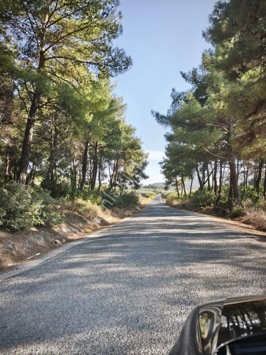 Akhisar Süleymanköy Bakımlı Verimli 3.317 M2 Tek Tapu Zeytinlik — fotoğraf 24