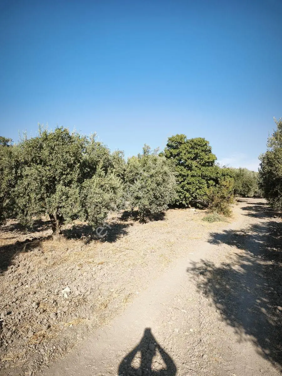 Akhisar Süleymanköy Bakımlı Verimli 3.317 M2 Tek Tapu Zeytinlik — fotoğraf 29