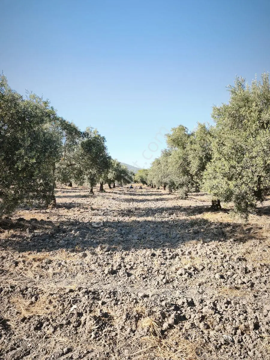 Akhisar Süleymanköy Bakımlı Verimli 3.317 M2 Tek Tapu Zeytinlik — fotoğraf 31