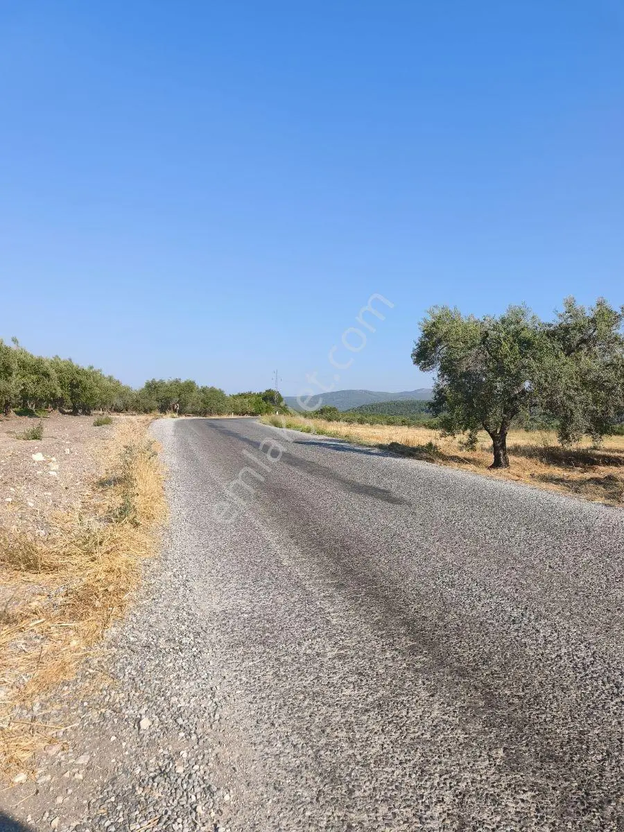 Akhisar'da Güzel Konumda Asırlık Ağaçlı 2.807 M2 Zeytinlik ! — fotoğraf 4