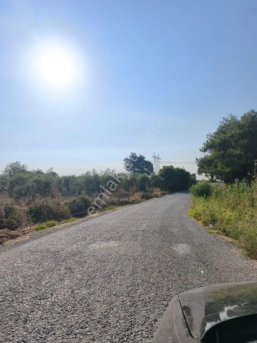 Akhisar'da Güzel Konumda Asırlık Ağaçlı 2.807 M2 Zeytinlik ! — fotoğraf 5