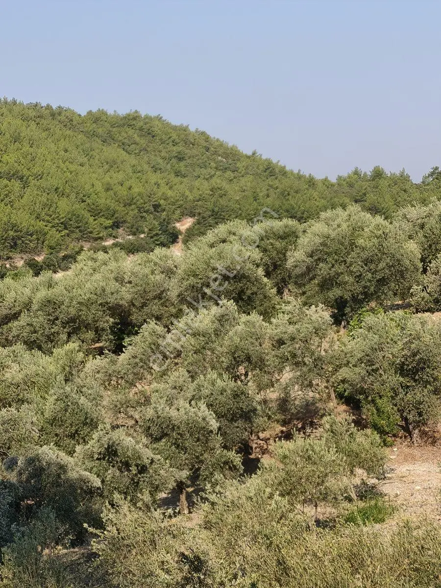 Akhisar'da Güzel Konumda Asırlık Ağaçlı 2.807 M2 Zeytinlik ! — fotoğraf 7
