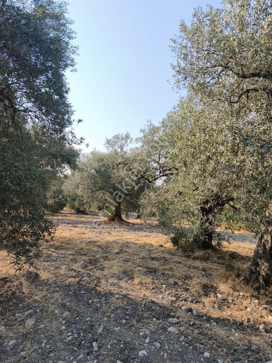 Akhisar'da Güzel Konumda Asırlık Ağaçlı 2.807 M2 Zeytinlik ! — fotoğraf 8