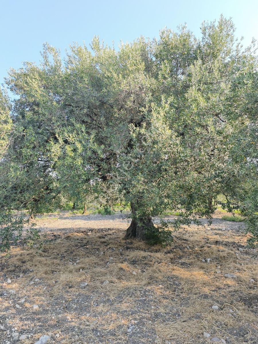 Akhisar'da Güzel Konumda Asırlık Ağaçlı 2.807 M2 Zeytinlik ! — fotoğraf 10