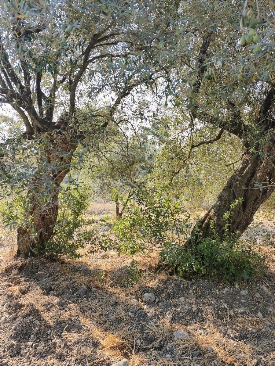 Akhisar'da Güzel Konumda Asırlık Ağaçlı 2.807 M2 Zeytinlik ! — fotoğraf 17