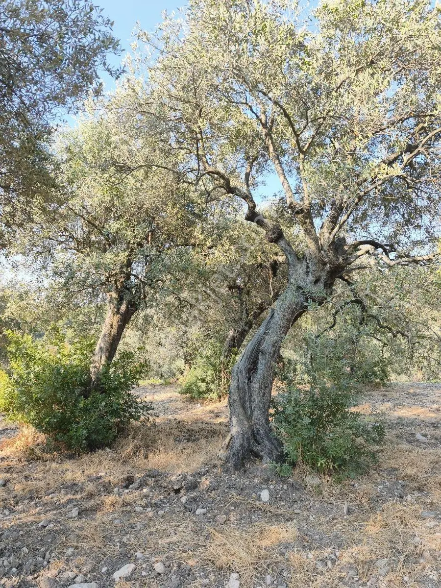 Akhisar'da Güzel Konumda Asırlık Ağaçlı 2.807 M2 Zeytinlik ! — fotoğraf 18