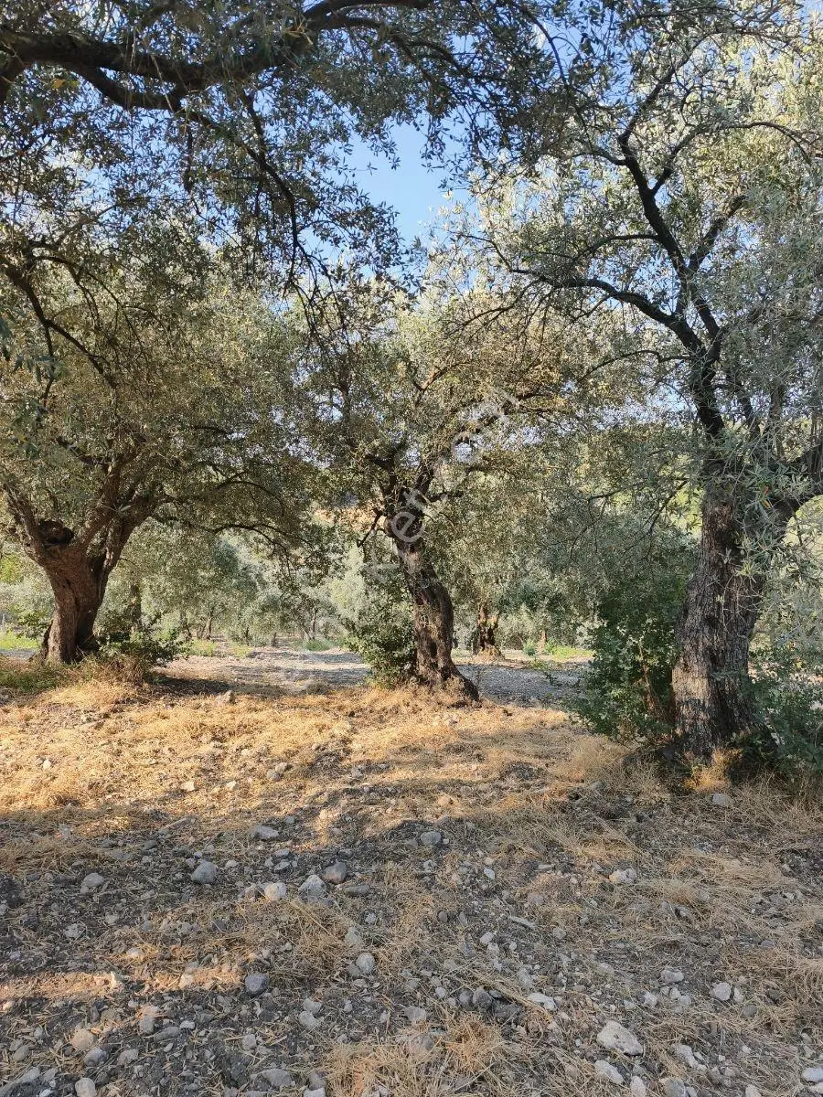 Akhisar'da Güzel Konumda Asırlık Ağaçlı 2.807 M2 Zeytinlik ! — fotoğraf 19