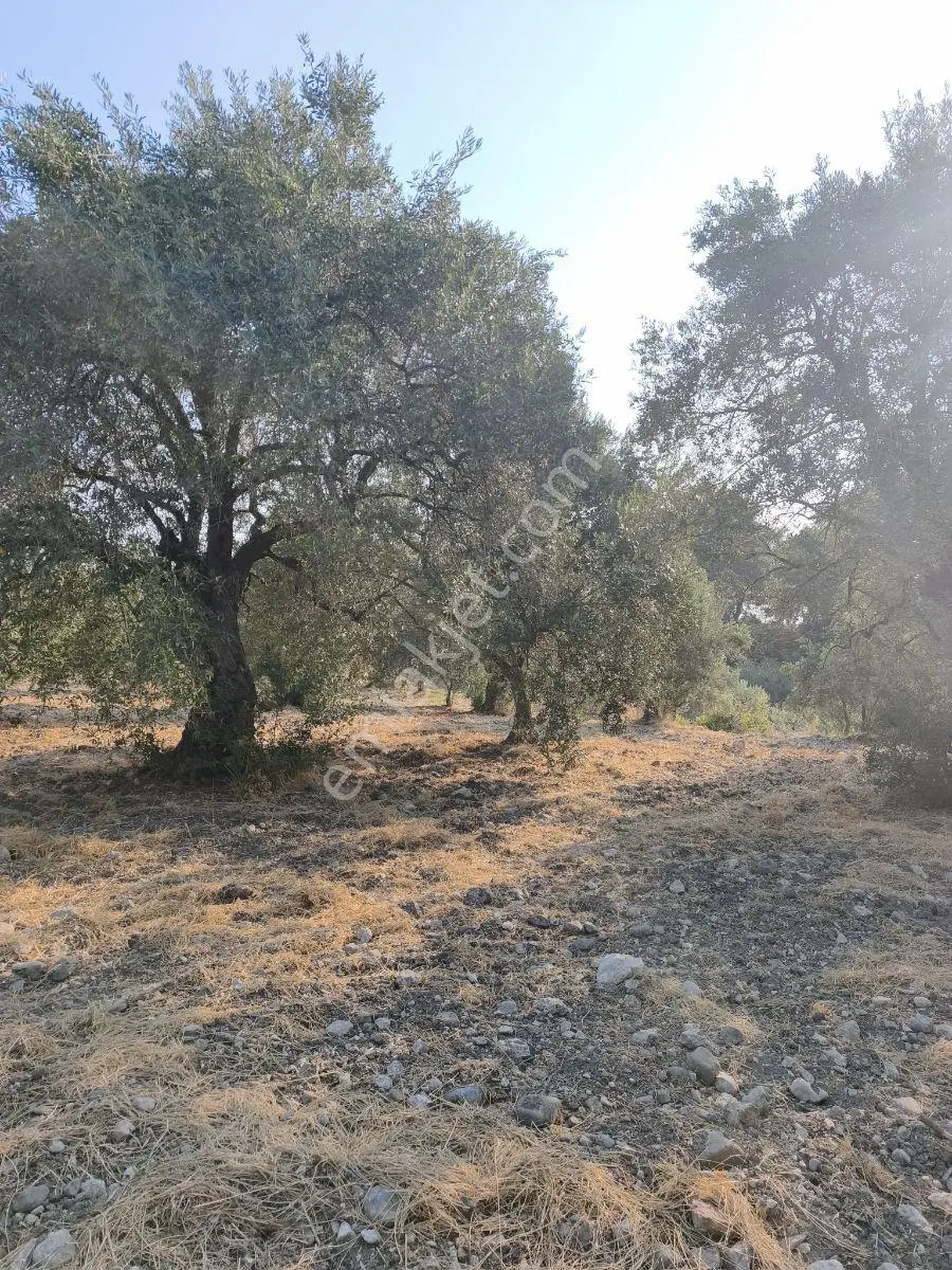 Akhisar'da Güzel Konumda Asırlık Ağaçlı 2.807 M2 Zeytinlik ! — fotoğraf 20