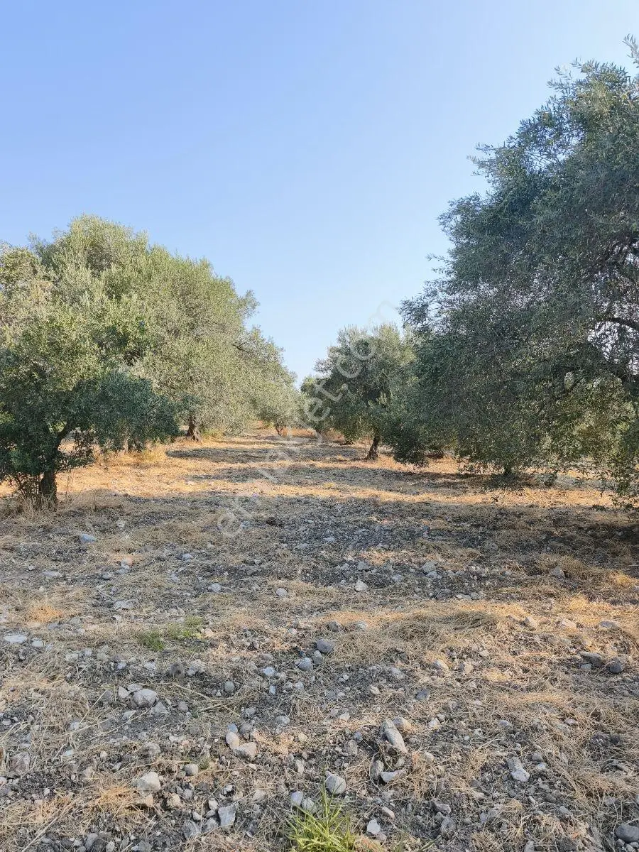 Akhisar'da Güzel Konumda Asırlık Ağaçlı 2.807 M2 Zeytinlik ! — fotoğraf 21