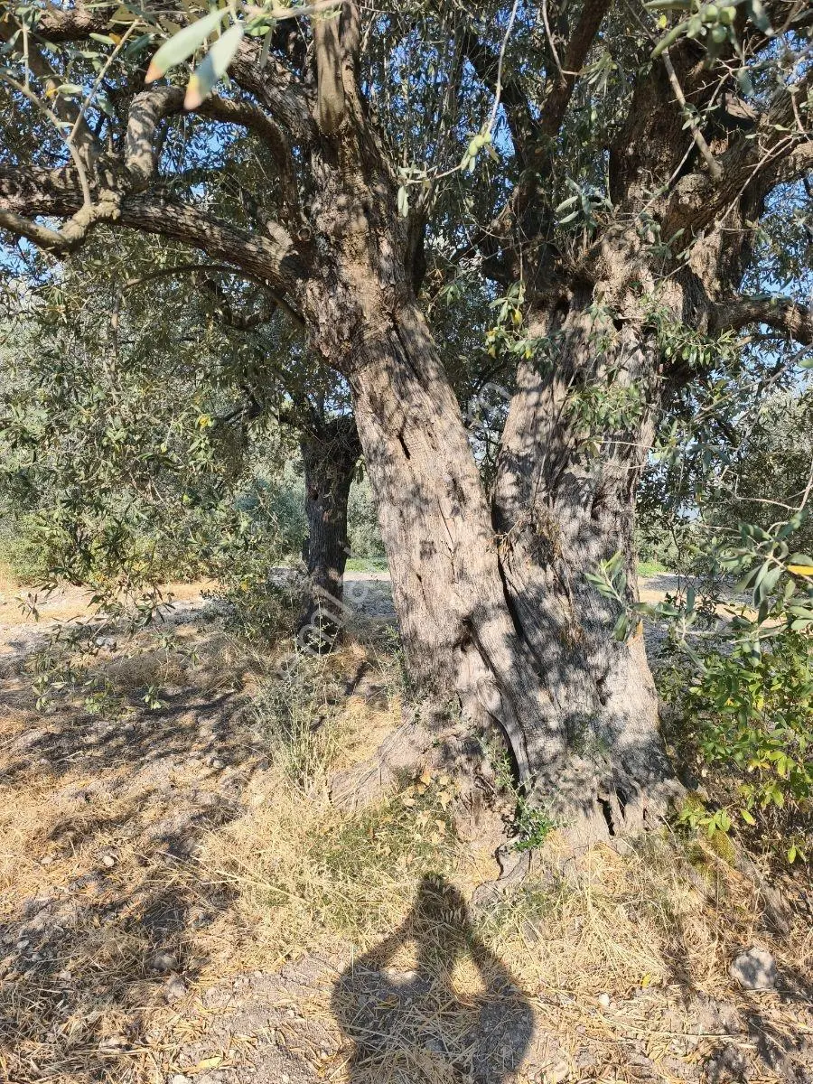 Akhisar'da Güzel Konumda Asırlık Ağaçlı 2.807 M2 Zeytinlik ! — fotoğraf 23
