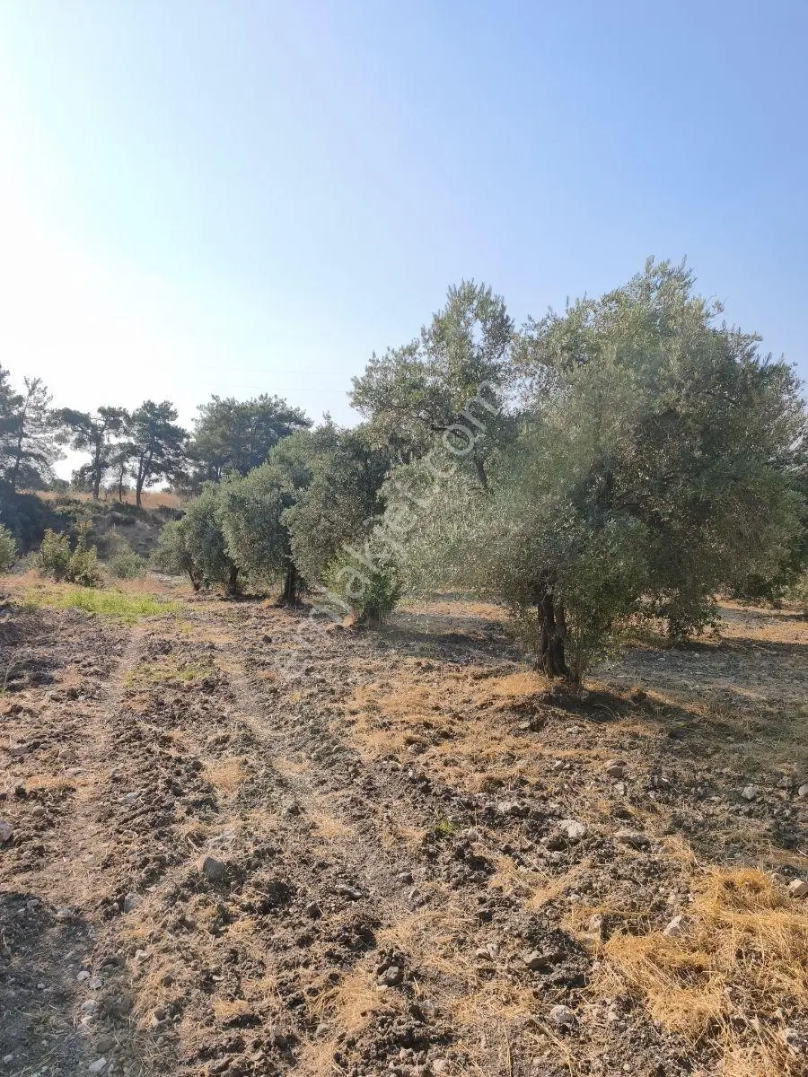Akhisar'da Güzel Konumda Asırlık Ağaçlı 2.807 M2 Zeytinlik ! — fotoğraf 24