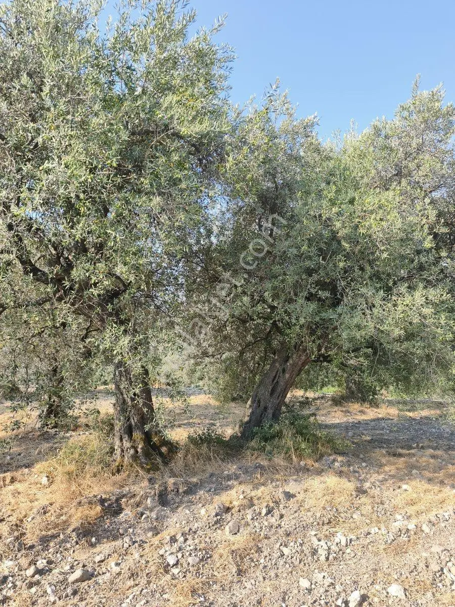Akhisar'da Güzel Konumda Asırlık Ağaçlı 2.807 M2 Zeytinlik ! — fotoğraf 25