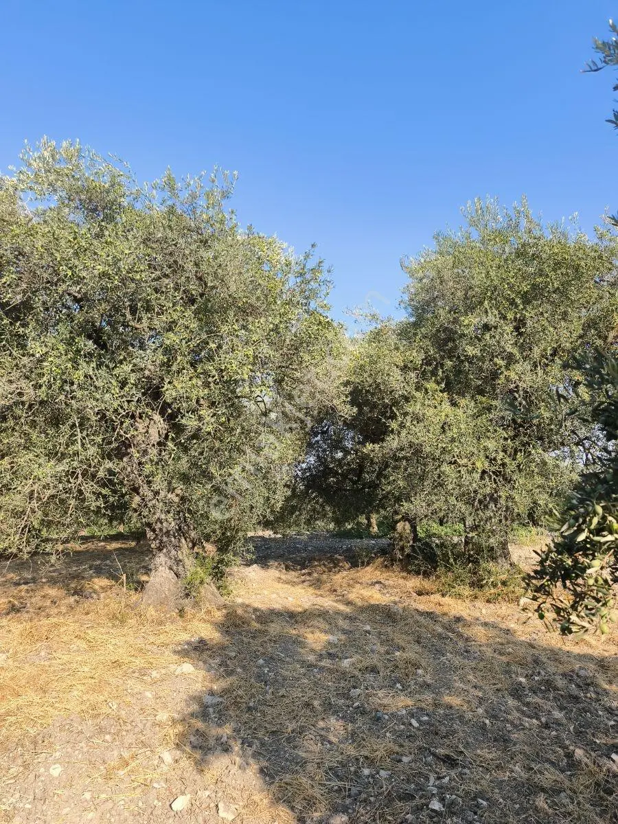 Akhisar'da Güzel Konumda Asırlık Ağaçlı 2.807 M2 Zeytinlik ! — fotoğraf 27