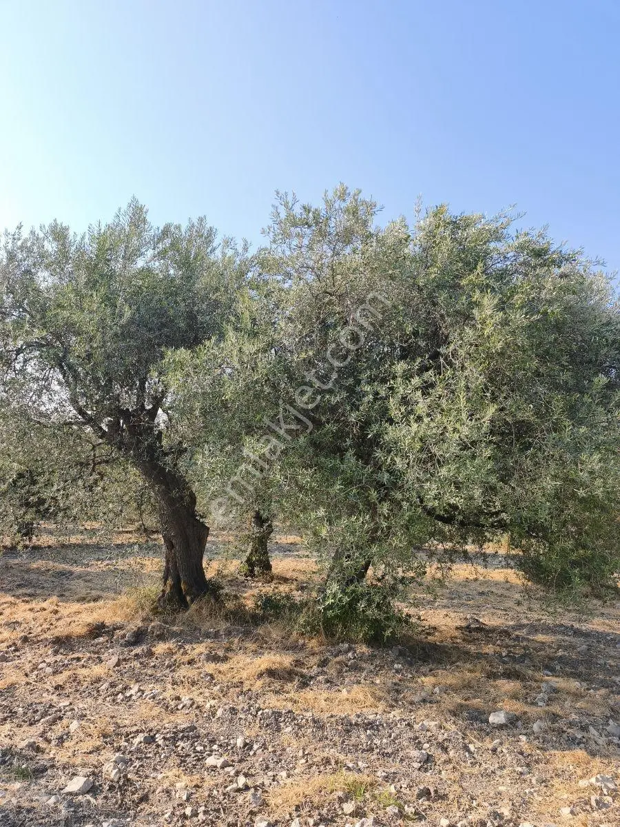 Akhisar'da Güzel Konumda Asırlık Ağaçlı 2.807 M2 Zeytinlik ! — fotoğraf 28