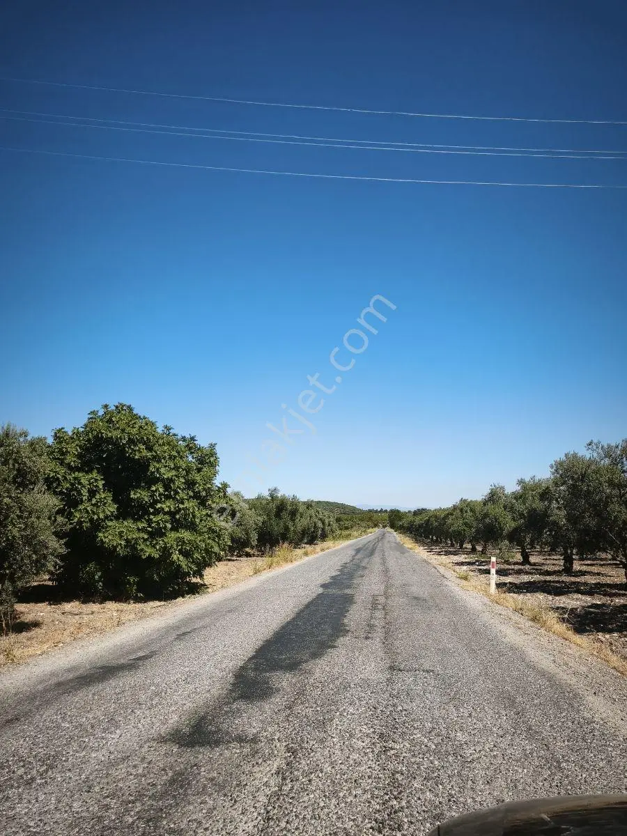 Akhisar Büknüşte Elektrik Sulu Yatırımlık 9.648 M2 Zeytinlik ! — fotoğraf 6