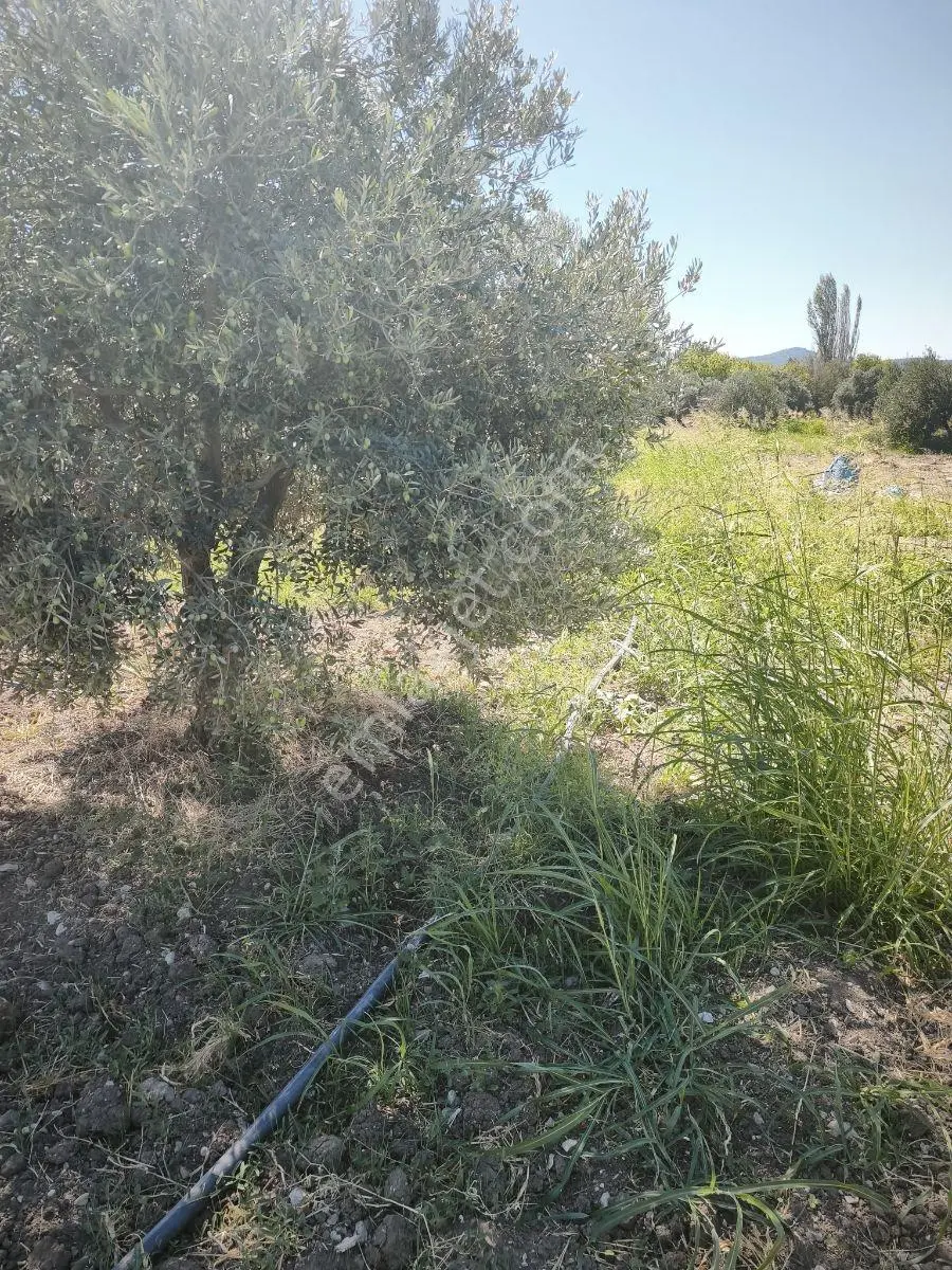 Akhisar Büknüşte Elektrik Sulu Yatırımlık 9.648 M2 Zeytinlik ! — fotoğraf 10